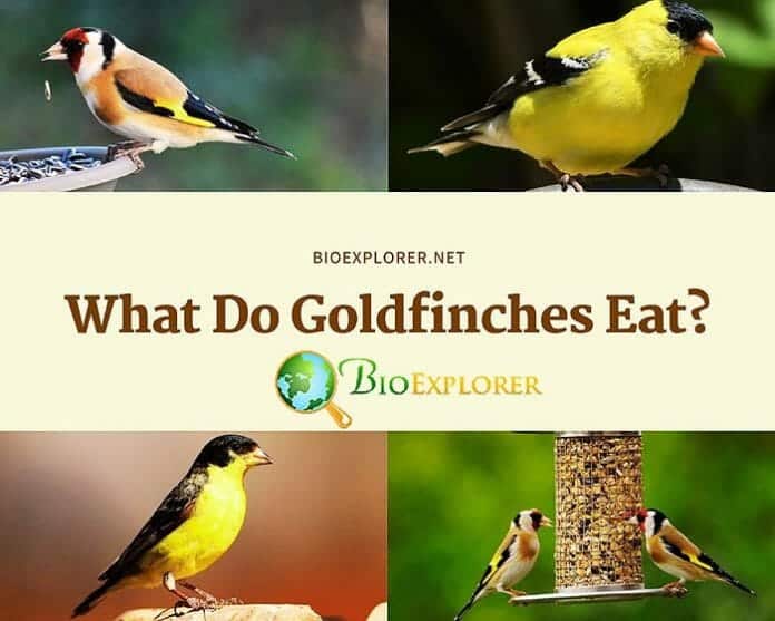 What Do Goldfinches Eat?