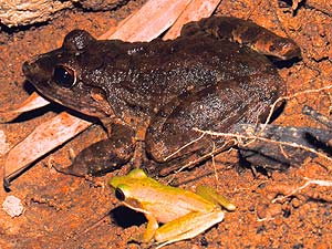 what do goliath frogs eat?