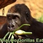 What Do Gorillas Eat?