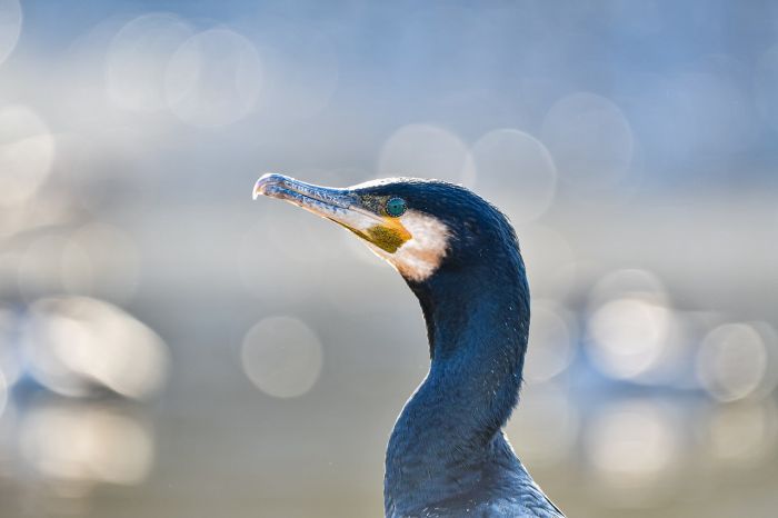 What Do Great Cormorants Eat?