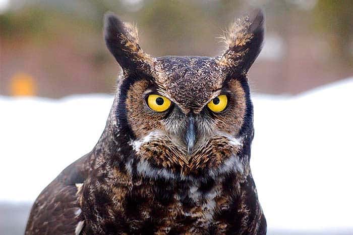 What do great-horned owls eat?