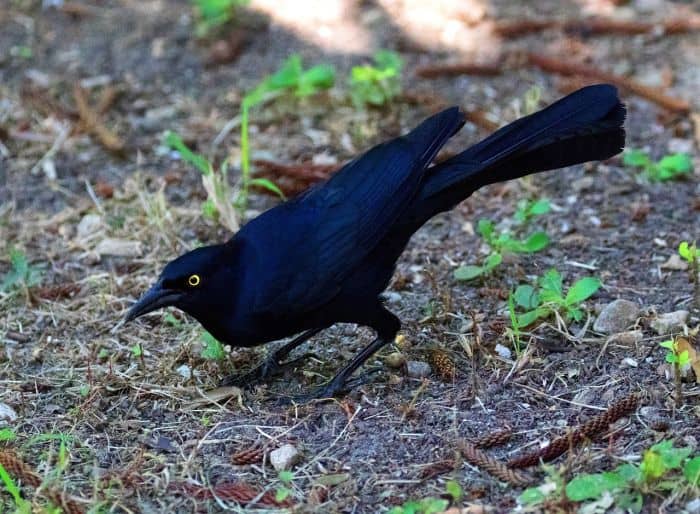 What Do Great Tailed Grackles Eat?