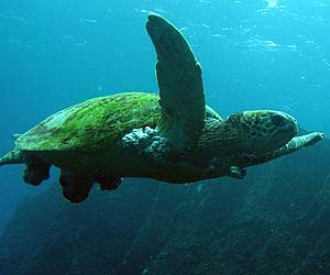 What Do Green Sea Turtles Eat?