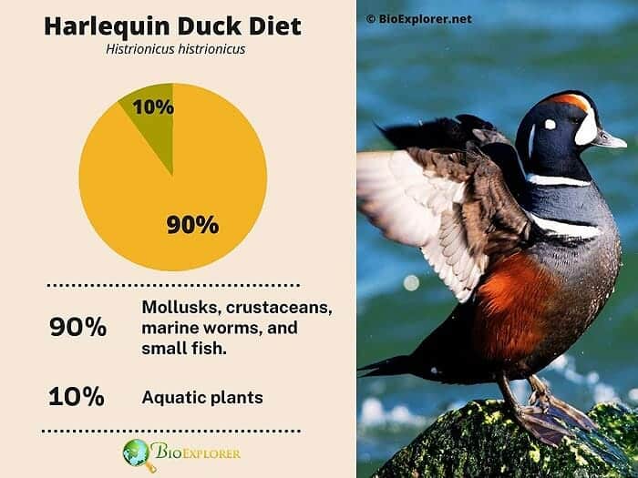 What Do Harlequin Ducks Eat?