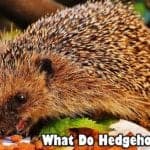 what do hedgehogs eat?