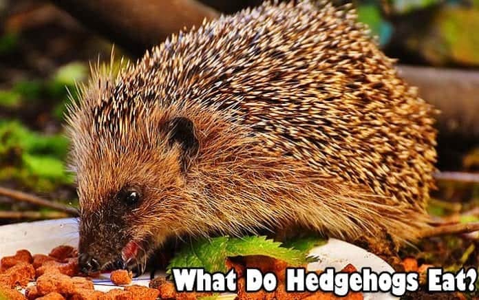 what do hedgehogs eat?