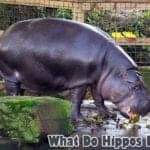 What do hippos eat?