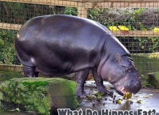 What do hippos eat?