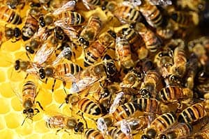 What Do Honey Bees Eat?