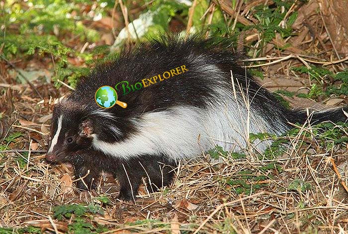 What Do Hooded Skunks Eat?