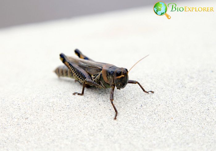 What Do House Crickets Eat?