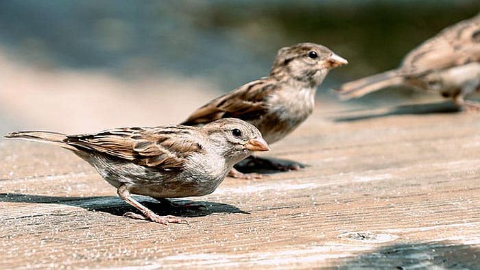 What do house sparrows eat?