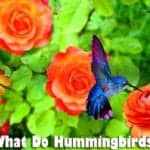 what do hummingbirds eat?