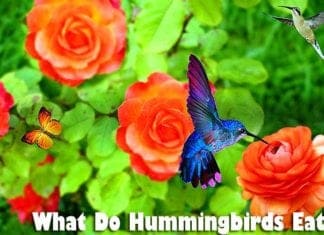 what do hummingbirds eat?