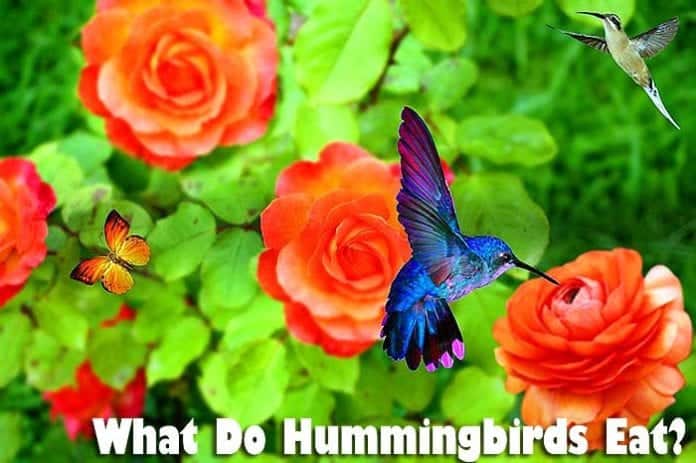 what do hummingbirds eat?