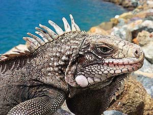 what do iguana eats?