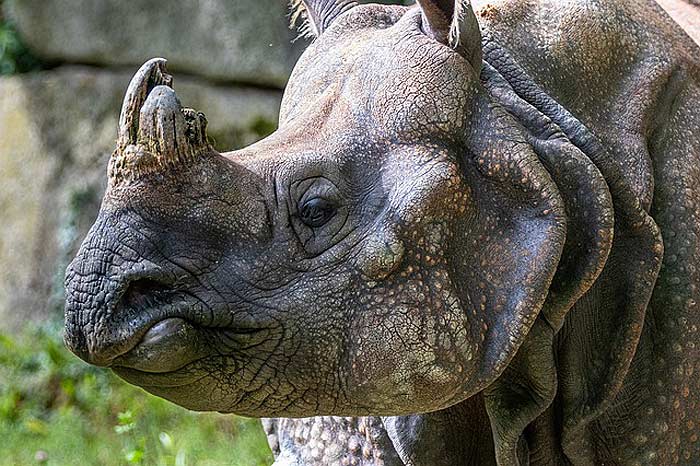 What do Indian rhinos eat?