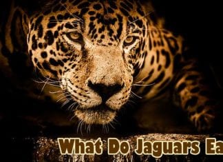 What Do Jaguars Eat?