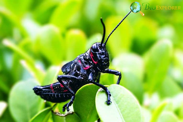 What Do Jamaican Field Crickets Eat?