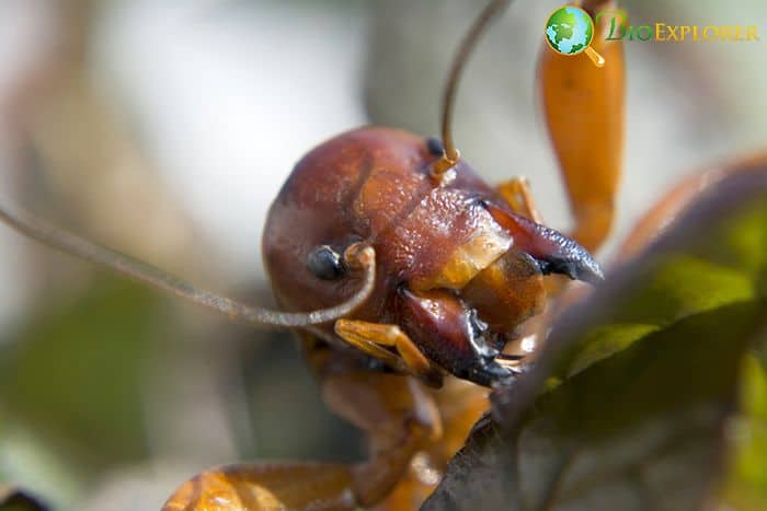 What Do Jerusalem Crickets Eat?