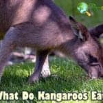 What Do Kangaroos Eat?