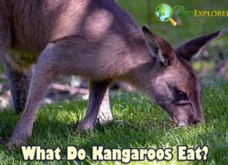 What Do Kangaroos Eat?