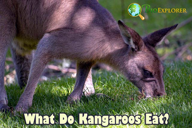 What Do Kangaroos Eat?