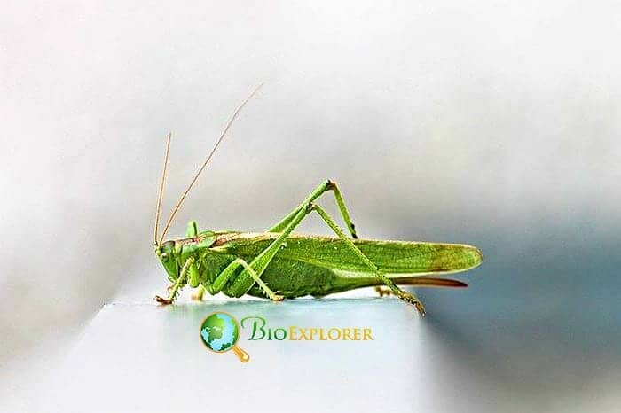 What Do Katydids Crickets Eat?