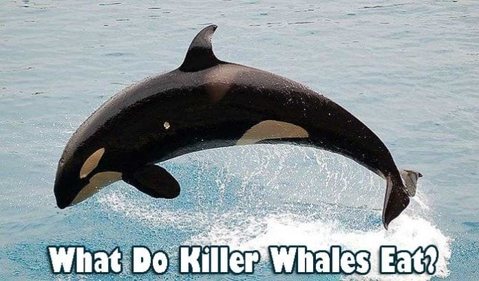 What do killer whales eat?