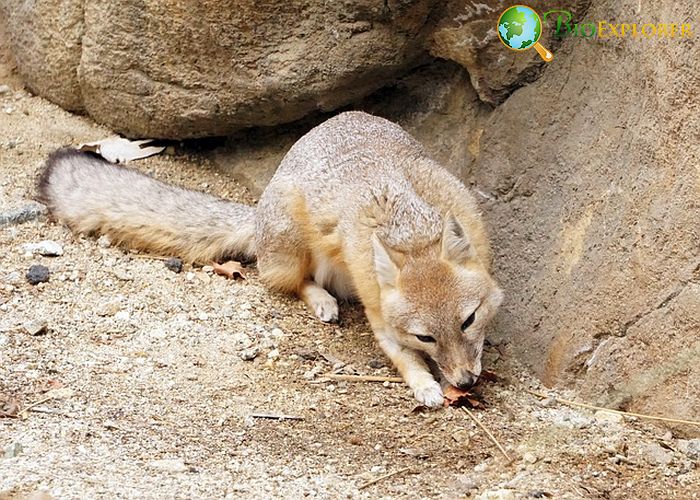 What Do Kit Foxes Eat?