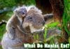 What Do Koalas Eat?