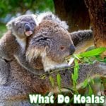 What Do Koalas Eat?