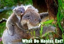 What Do Koalas Eat?