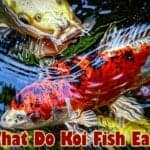 What Do Koi Fish Eat?