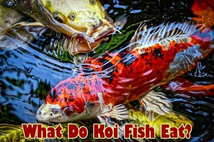 What Do Koi Fish Eat?