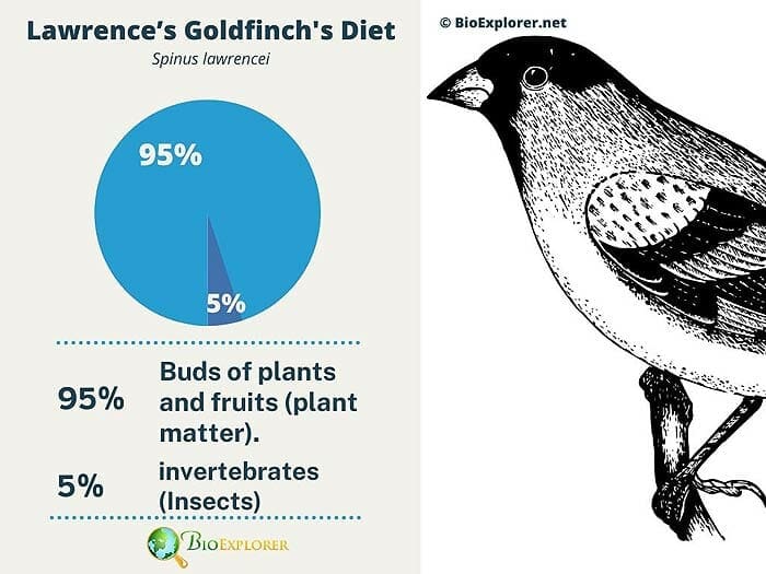 What Do Lawrence's Goldfinches Eat?