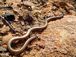 what do legless lizards eat?