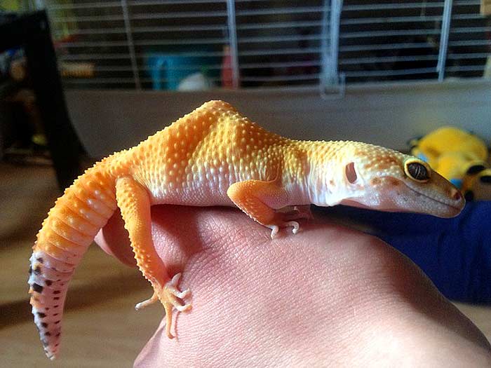 What do leopard gecko eat?