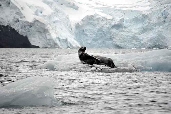 What do Leopard Seals eat?