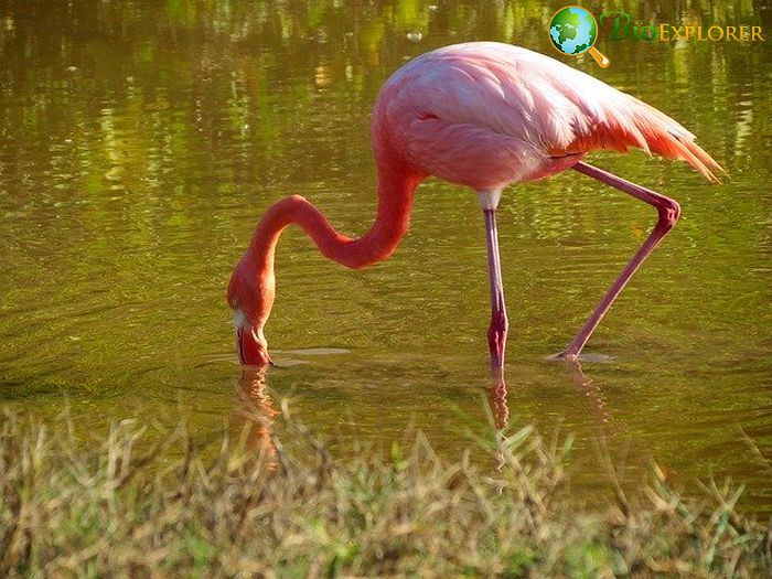 What Do Lesser Flamingoes Eat?