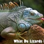 What Do Lizards Eat?