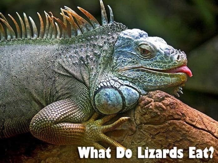 What Do Lizards Eat?