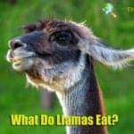 What Do Llamas Eat?