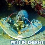 What Do Lobsters Eat?