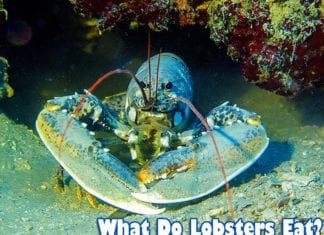 What Do Lobsters Eat?