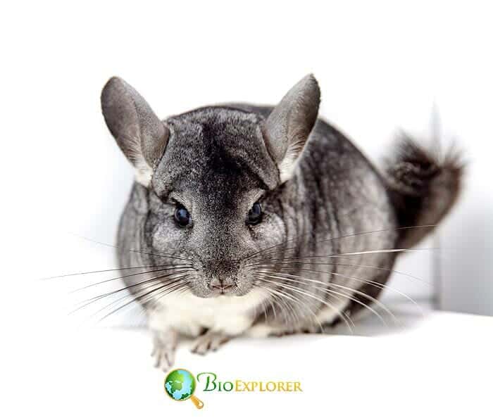 What Do Long Tailed Chinchillas Eat?