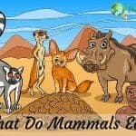 What Do Mammals Eat?