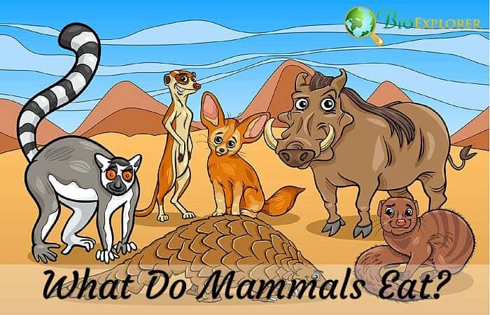 What Do Mammals Eat?