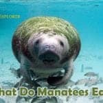 What Do Manatees Eat?