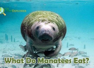 What Do Manatees Eat?